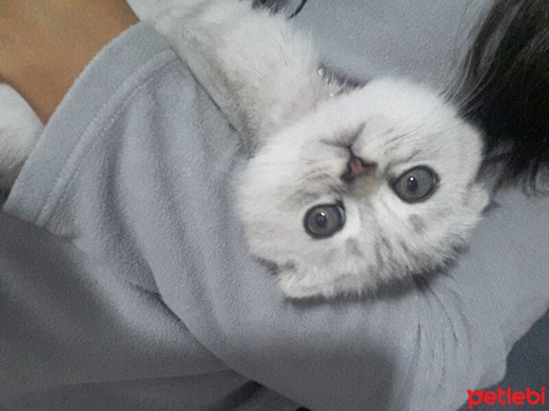 Scottish Fold, Kedi  Patik fotoğrafı