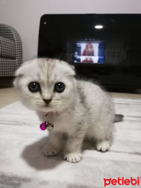 Scottish Fold, Kedi  Patik fotoğrafı