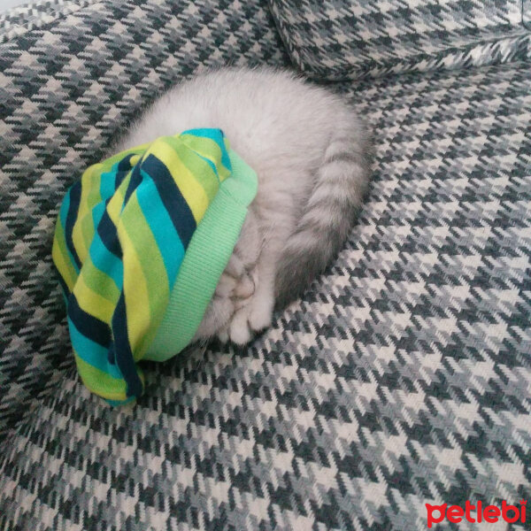 Scottish Fold, Kedi  Patik fotoğrafı