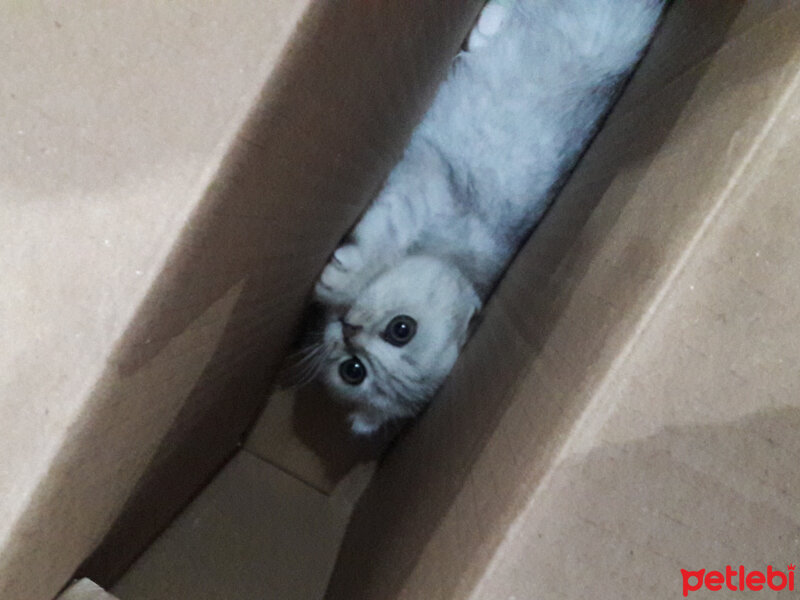 Scottish Fold, Kedi  Patik fotoğrafı