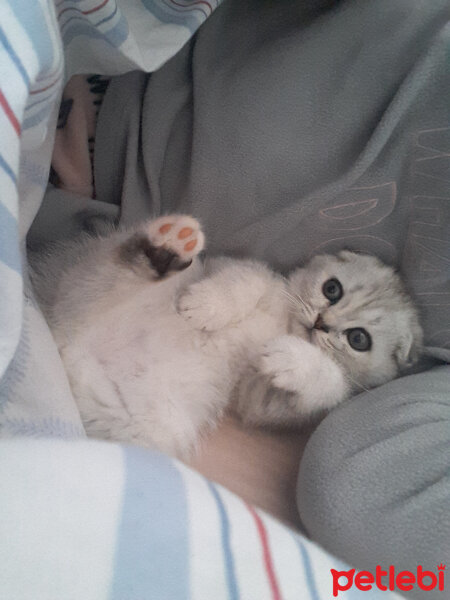 Scottish Fold, Kedi  Patik fotoğrafı