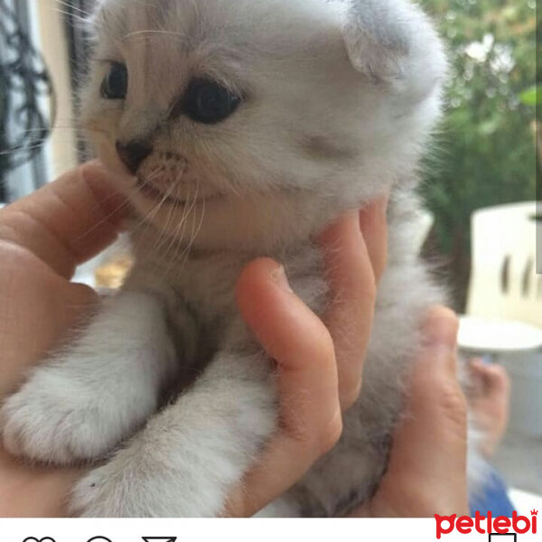 Scottish Fold, Kedi  Patik fotoğrafı