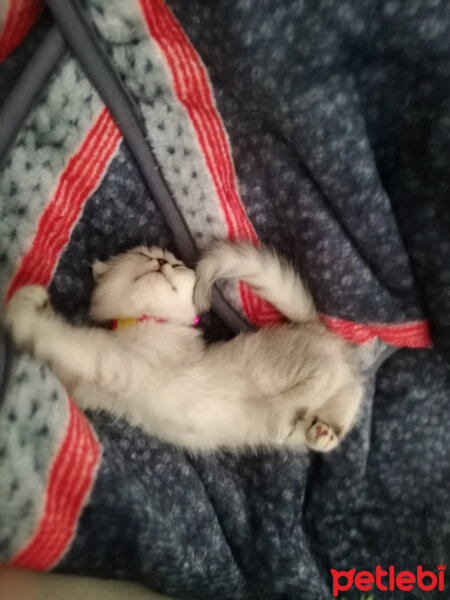 Scottish Fold, Kedi  Patik fotoğrafı