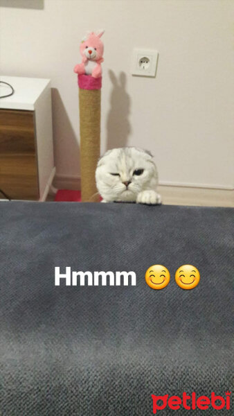 Scottish Fold, Kedi  Patik fotoğrafı