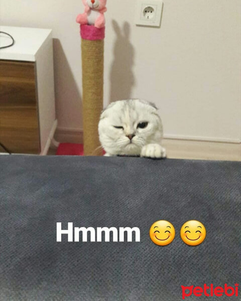 Scottish Fold, Kedi  Patik fotoğrafı