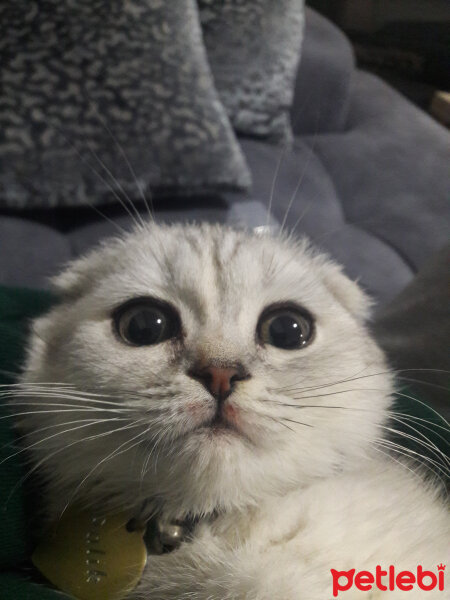 Scottish Fold, Kedi  Patik fotoğrafı