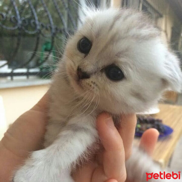 Scottish Fold, Kedi  Patik fotoğrafı