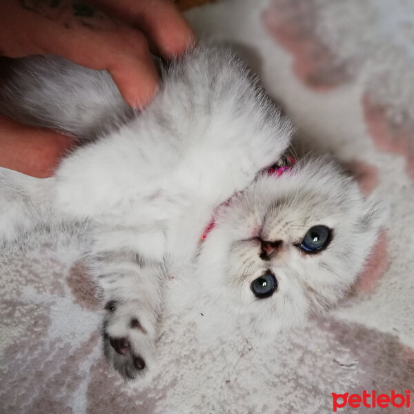 Scottish Fold, Kedi  Patik fotoğrafı