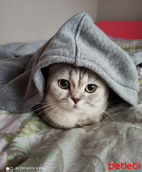 Scottish Fold, Kedi  Patik fotoğrafı