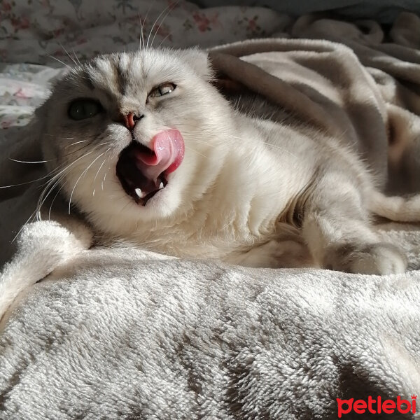 Scottish Fold, Kedi  Patik fotoğrafı