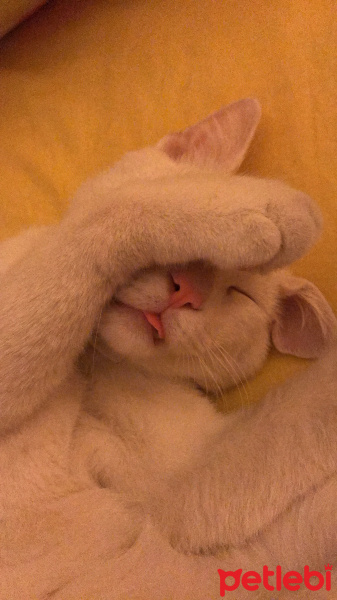 Van Kedisi, Kedi  Porto fotoğrafı