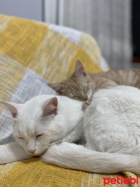 Van Kedisi, Kedi  Porto fotoğrafı