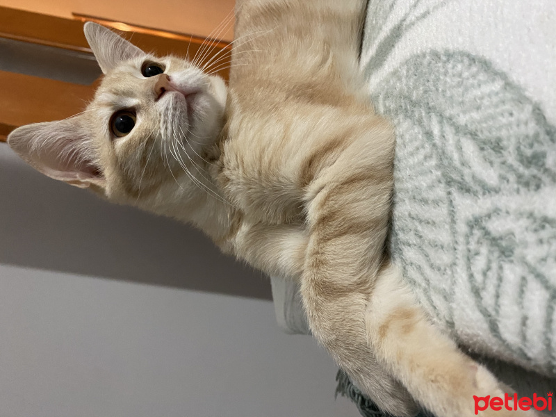 Van Kedisi, Kedi  Porto fotoğrafı