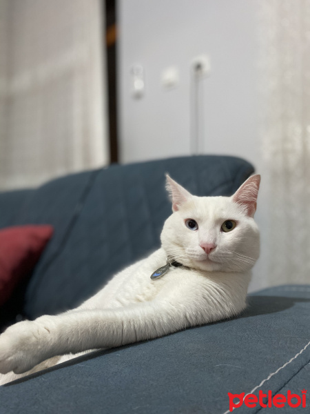 Van Kedisi, Kedi  Porto fotoğrafı