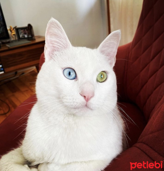 Van Kedisi, Kedi  Porto fotoğrafı