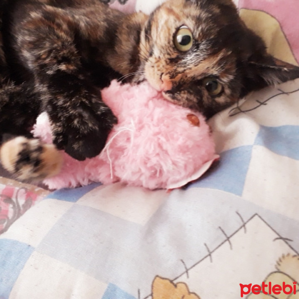 Bombay, Kedi  miya fotoğrafı