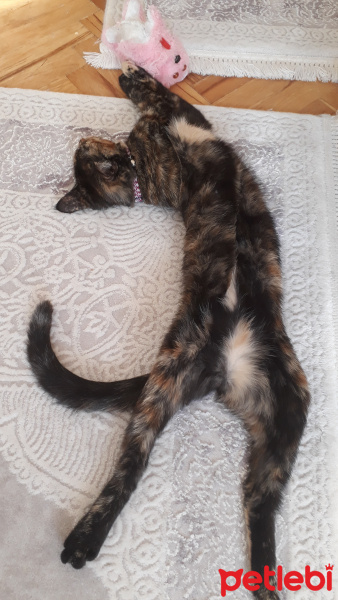 Bombay, Kedi  miya fotoğrafı