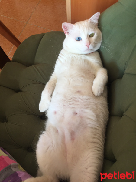 Van Kedisi, Kedi  Tırmık fotoğrafı