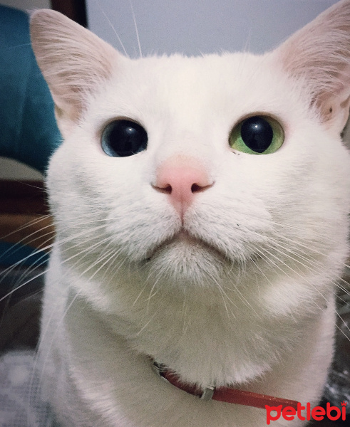 Van Kedisi, Kedi  Tırmık fotoğrafı