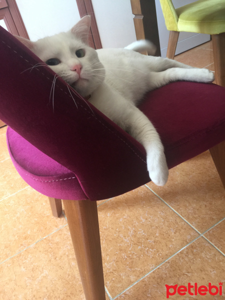 Van Kedisi, Kedi  Tırmık fotoğrafı