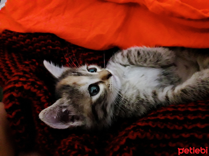 Tekir Kedi, Kedi  Tekir fotoğrafı