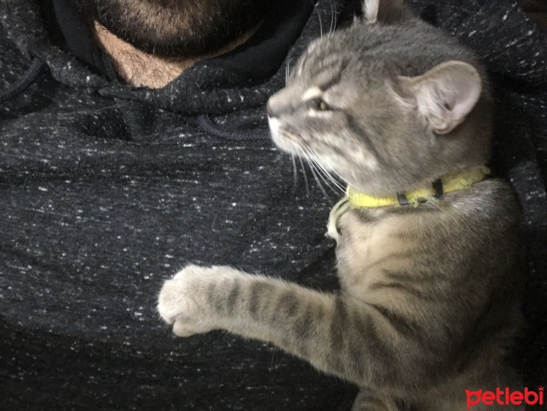 Egyptian Maular, Kedi  Felix fotoğrafı