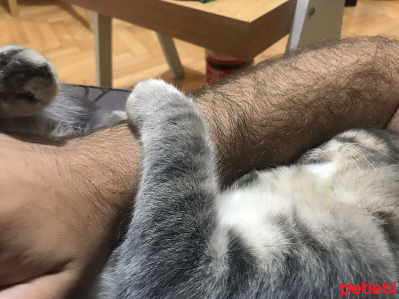 Egyptian Maular, Kedi  Felix fotoğrafı
