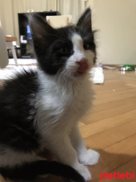 Tuxedo (Smokin) Kedi, Kedi  Lumo fotoğrafı