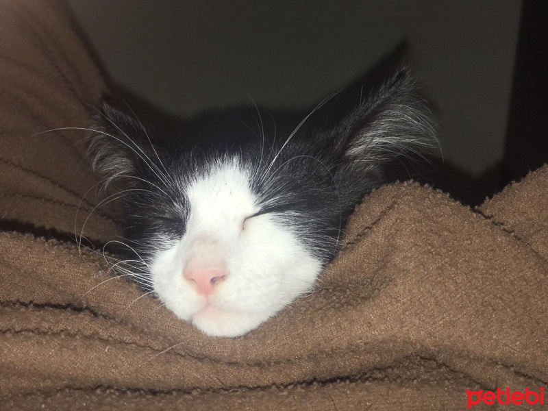 Tuxedo (Smokin) Kedi, Kedi  Lumo fotoğrafı
