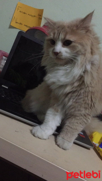 Norwegian Forest, Kedi  Linda fotoğrafı