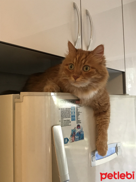 Norwegian Forest, Kedi  Linda fotoğrafı