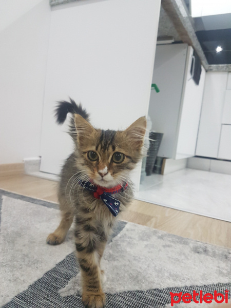 Tekir Kedi, Kedi  Katya fotoğrafı