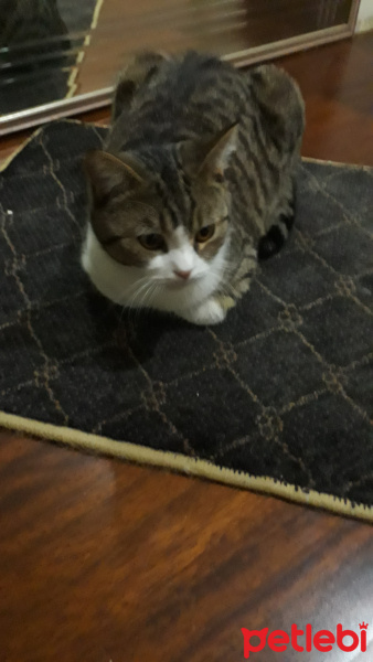 Tekir Kedi, Kedi  Tekir fotoğrafı