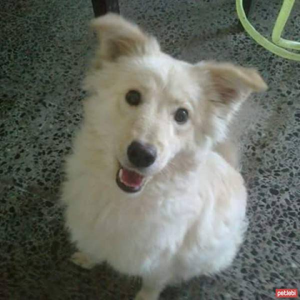 Samoyed, Köpek  Şirin fotoğrafı