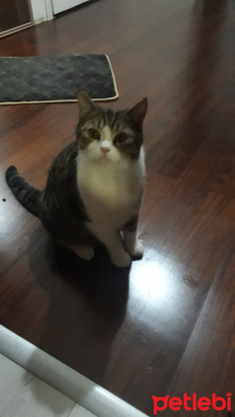 Tekir Kedi, Kedi  Tekir fotoğrafı