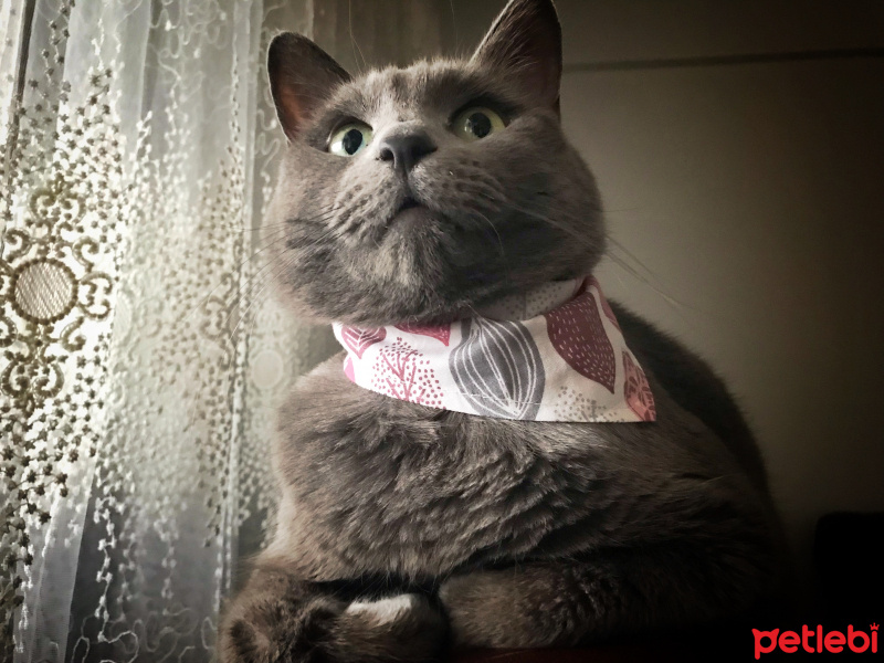 Mavi Rus, Kedi  Kaju fotoğrafı
