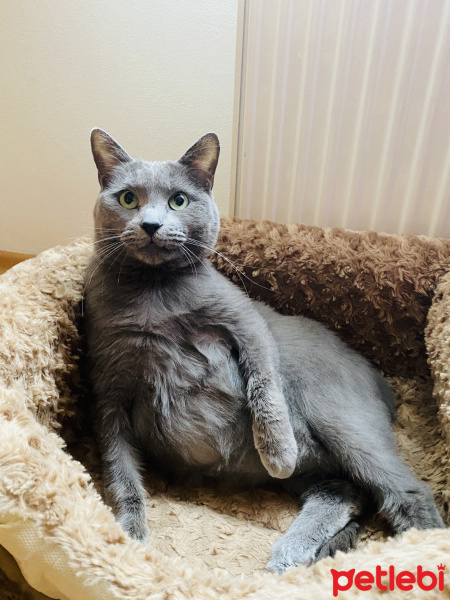 Mavi Rus, Kedi  Kaju fotoğrafı