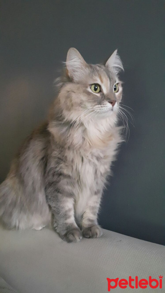 Chinchilla, Kedi  Ceku fotoğrafı