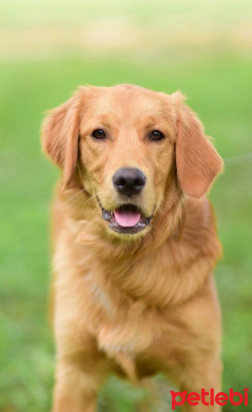 Golden Retriever, Köpek  Kaju fotoğrafı