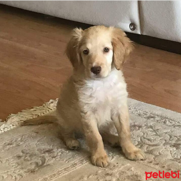 İngiliz Cocker Spaniel, Köpek  Arya fotoğrafı