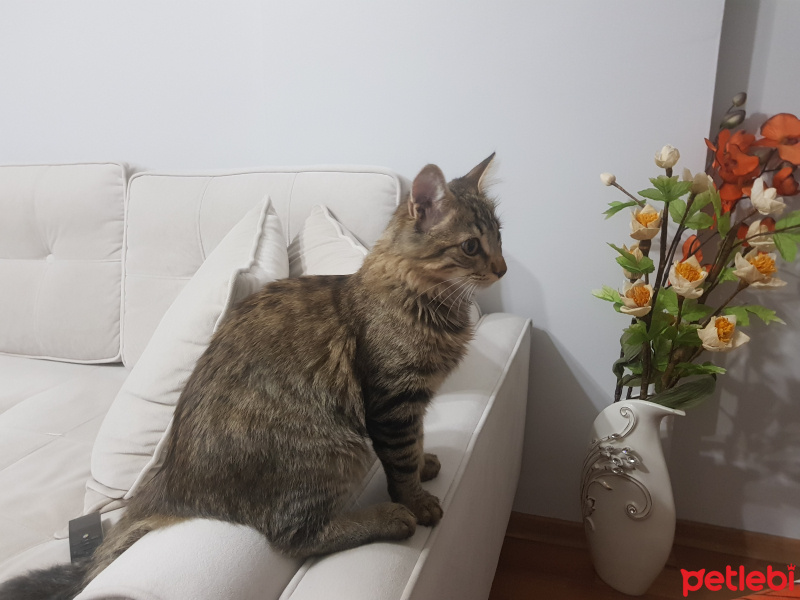European Shorthair, Kedi  Gandalf fotoğrafı