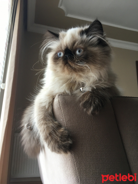 İran Kedisi (Persian), Kedi  Luna fotoğrafı