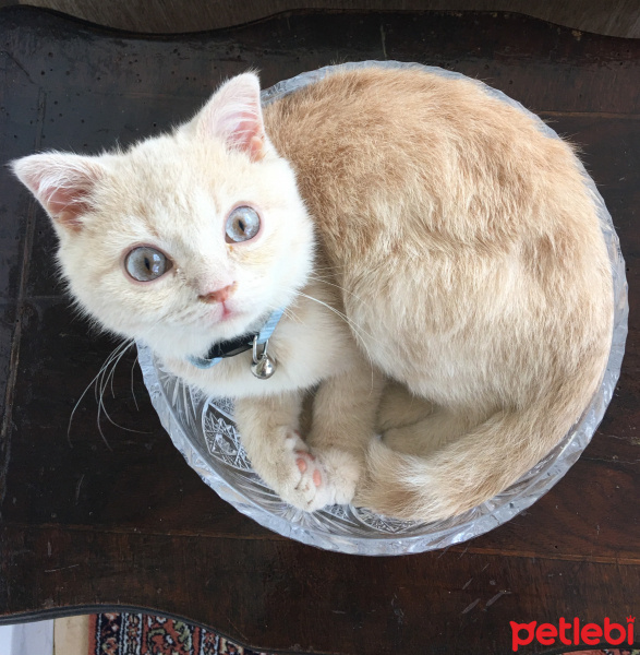 Scottish Fold, Kedi  liquor fotoğrafı