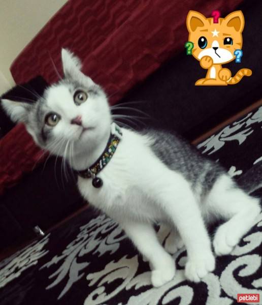 Tekir Kedi, Kedi  turşu fotoğrafı