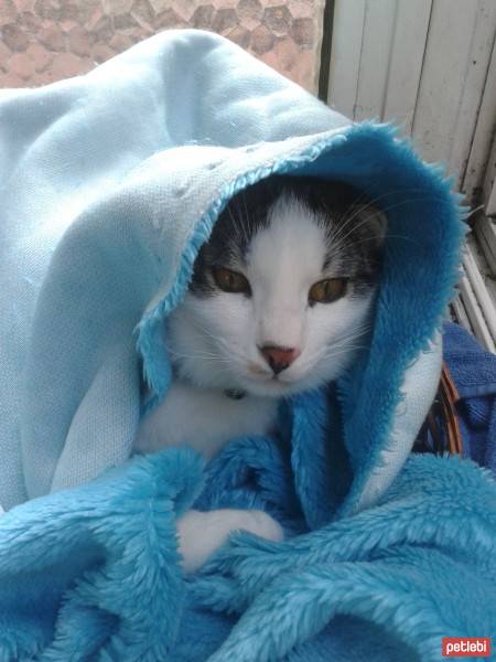 Tekir Kedi, Kedi  turşu fotoğrafı
