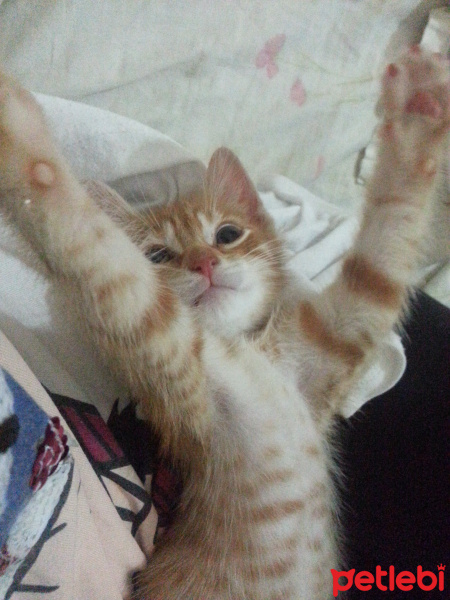 Sarman, Kedi  Berlin fotoğrafı