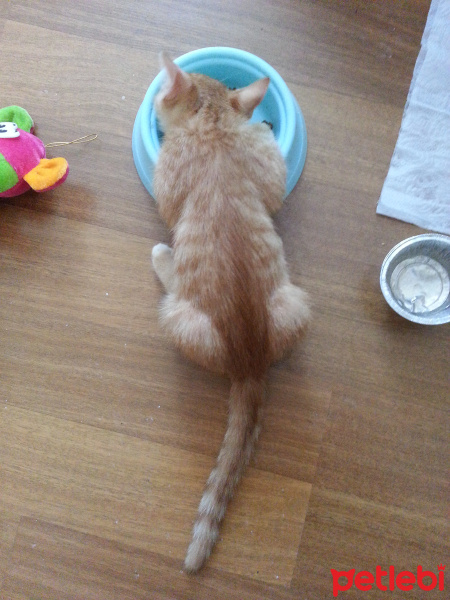 Sarman, Kedi  Berlin fotoğrafı
