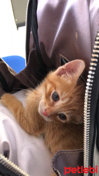 Sarman, Kedi  Berlin fotoğrafı