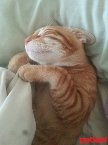 Sarman, Kedi  Berlin fotoğrafı