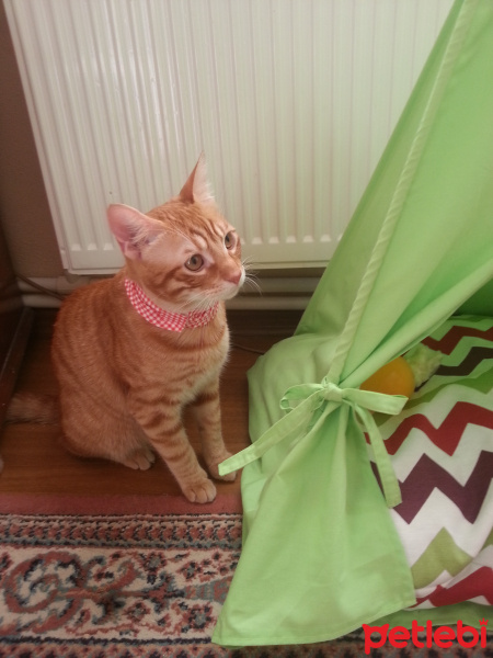 Sarman, Kedi  Berlin fotoğrafı